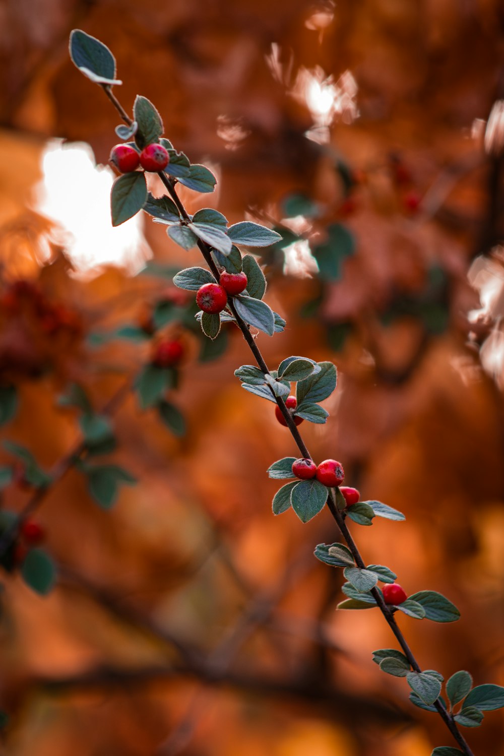 a branch with red berries and green leaves