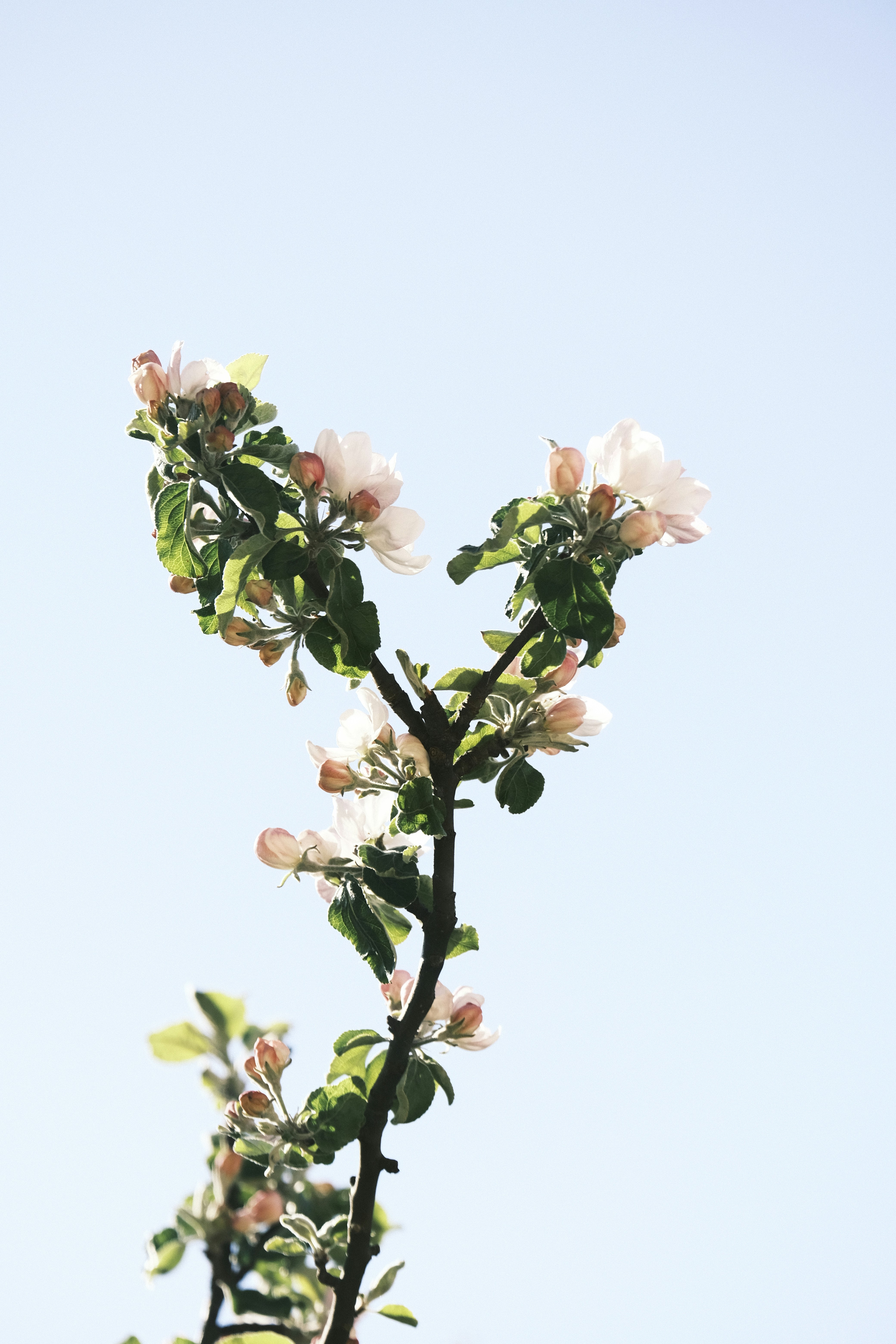 a tree branch with white flowers against a blue sky