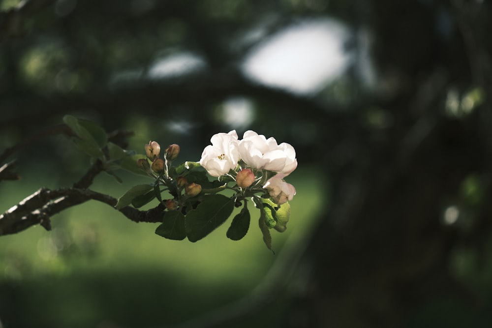 ein Zweig eines Baumes mit weißen Blüten