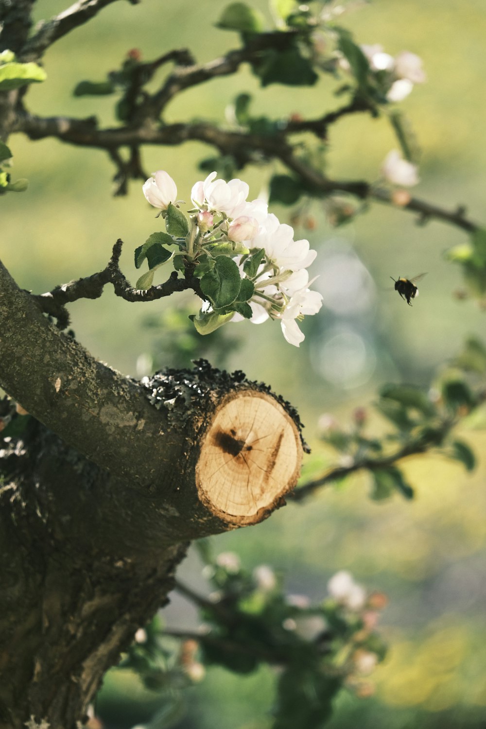 a tree that has some flowers on it