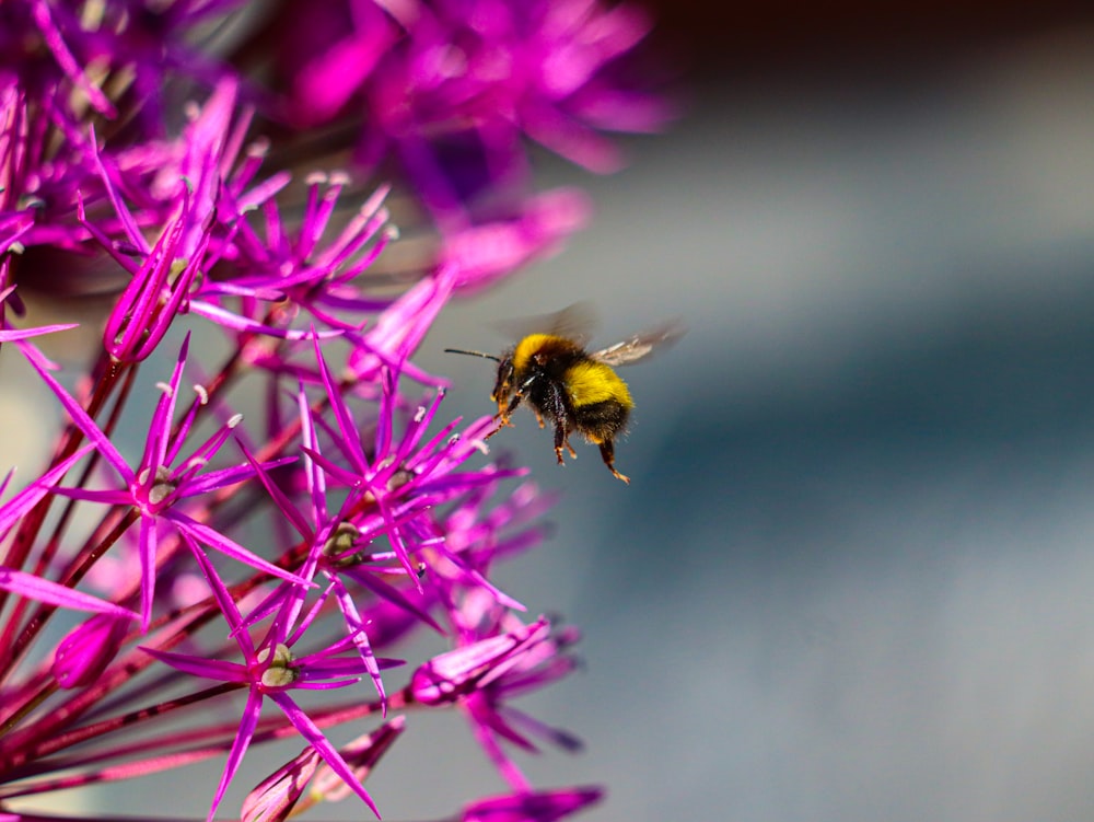 a bee that is sitting on a purple flower