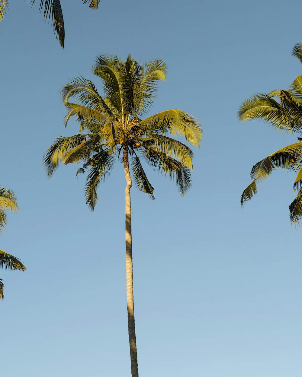 a group of palm trees against a blue sky