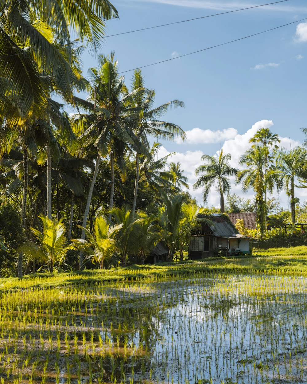 a house in the middle of a rice field