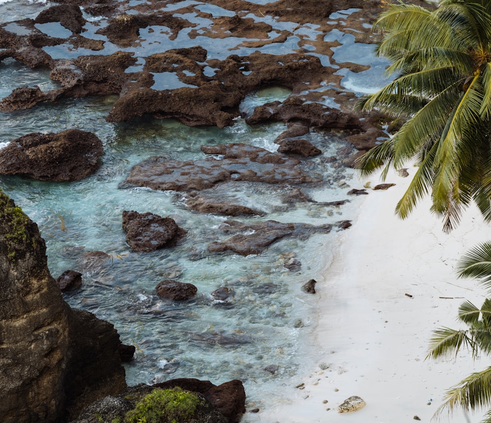 a sandy beach with a palm tree next to it