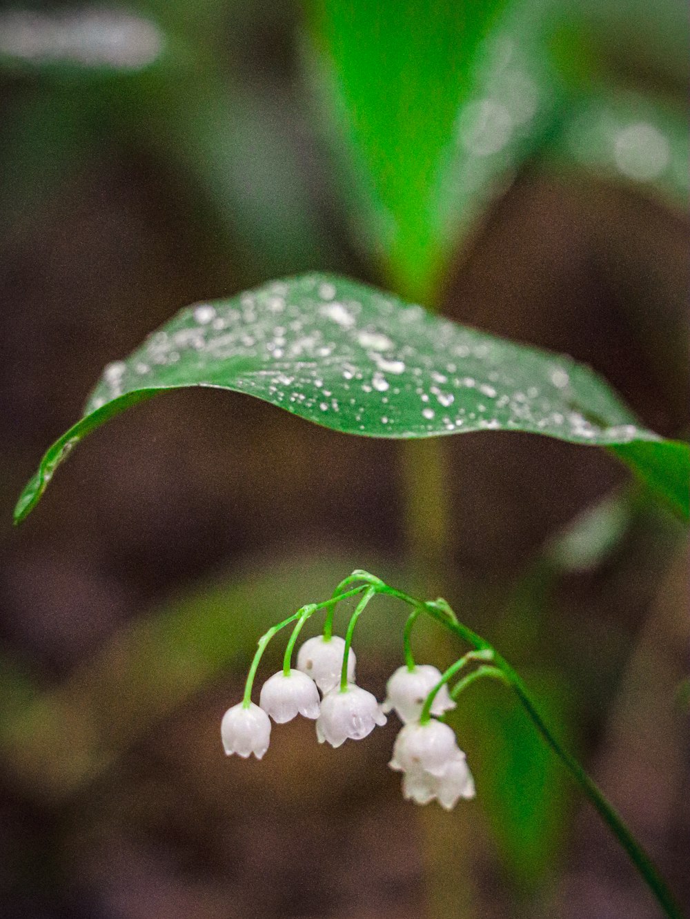 a close up of a plant with water droplets on it