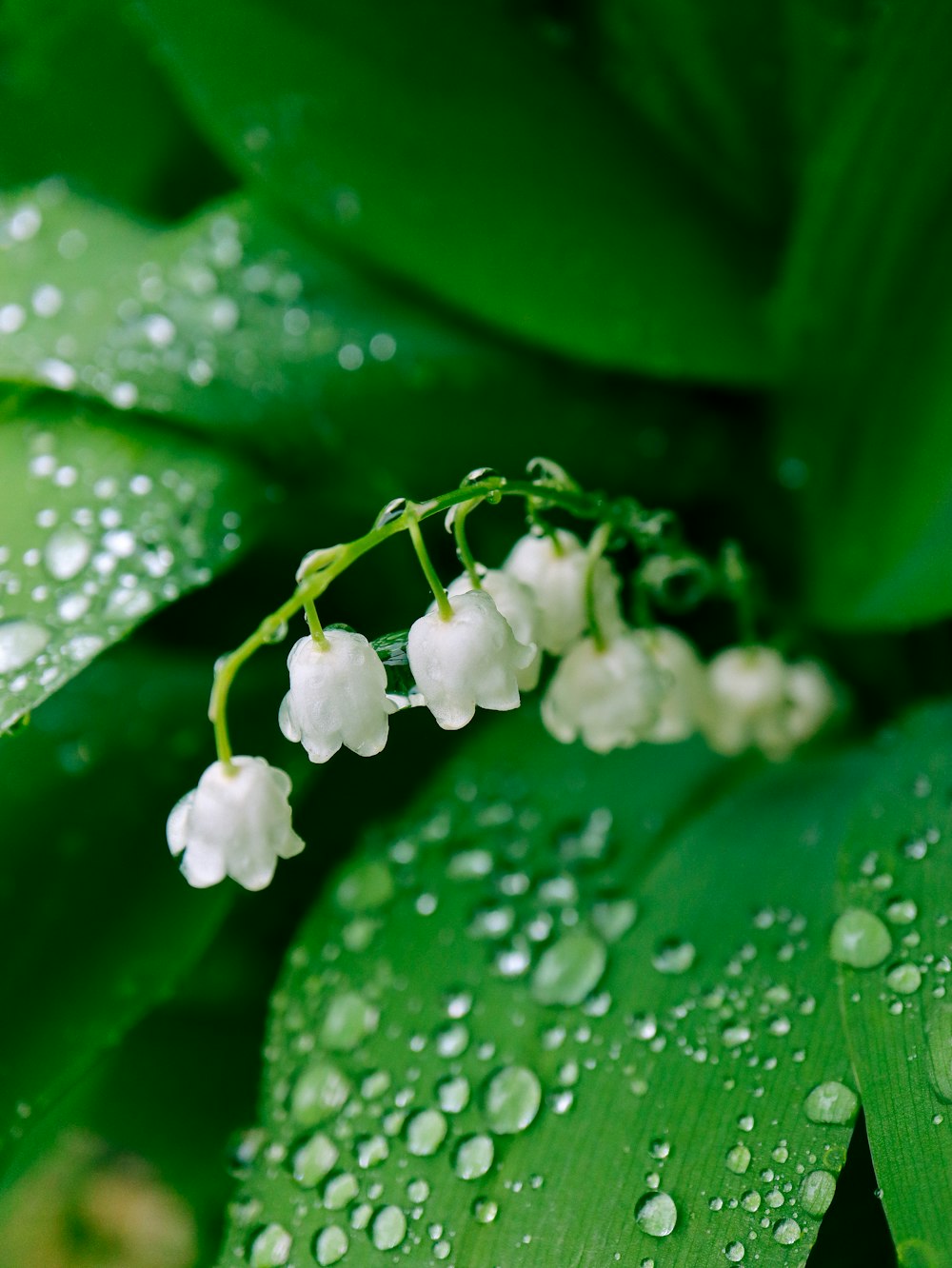 a close up of a plant with drops of water on it