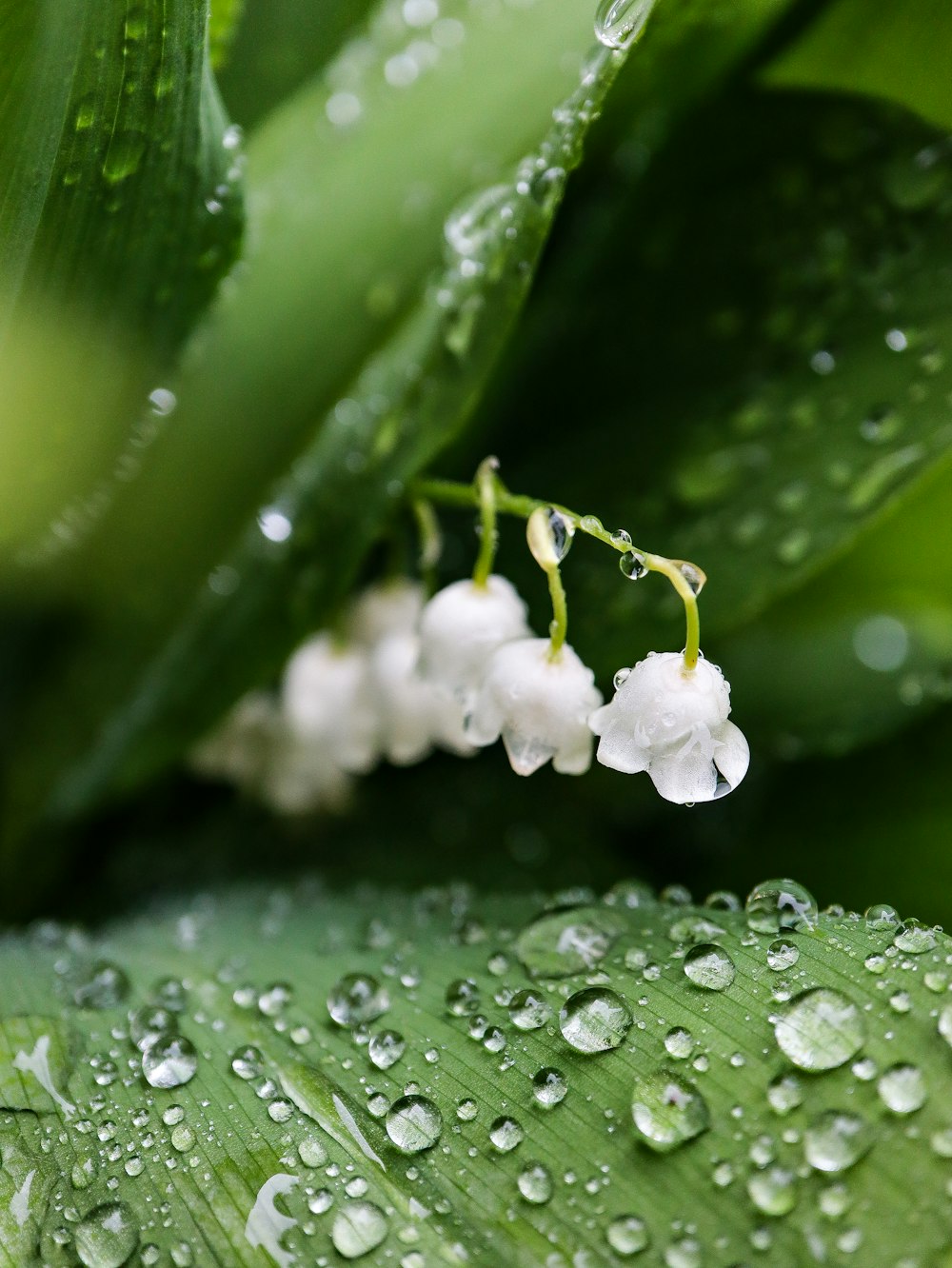 a close up of a plant with water droplets on it