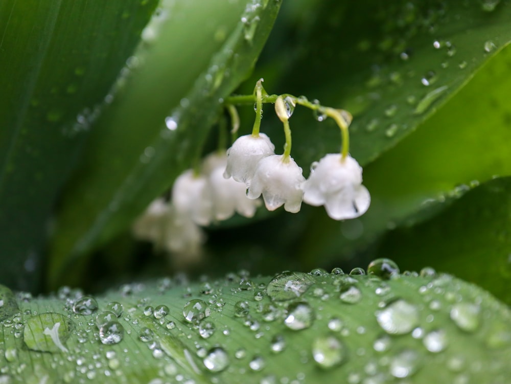 a close up of a plant with drops of water on it