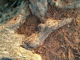 Close-up of intertwined roots gripping dark soil, symbolizing foundation.