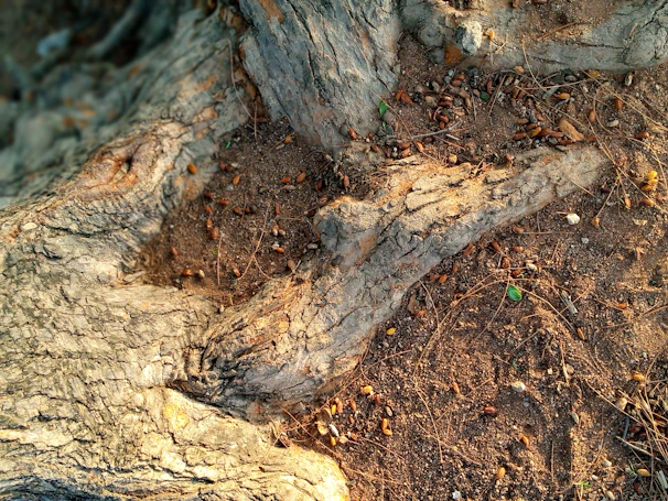 Close-up of tree roots intertwined deeply in rich soil, symbolizing emotional depth and foundation.