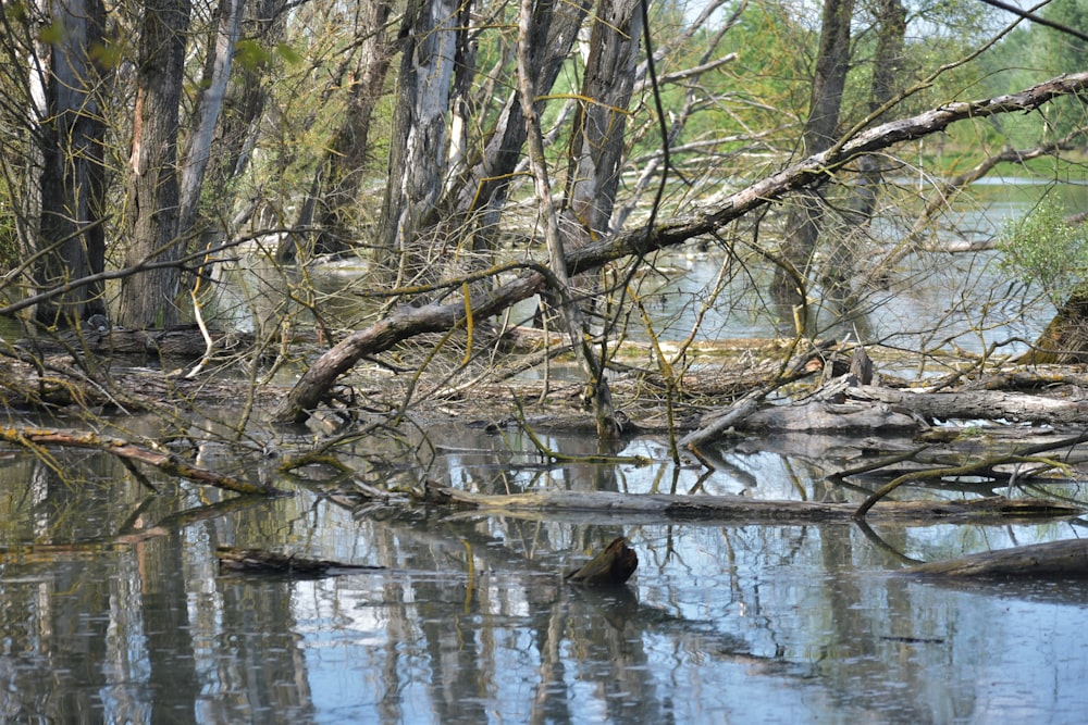 a body of water surrounded by trees and fallen branches