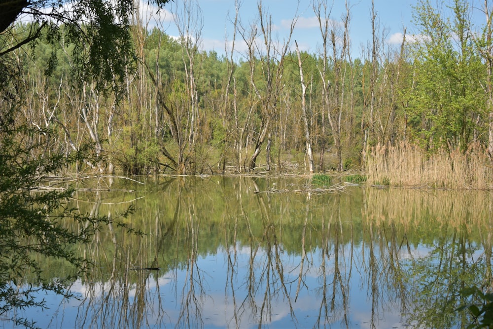 a large body of water surrounded by trees