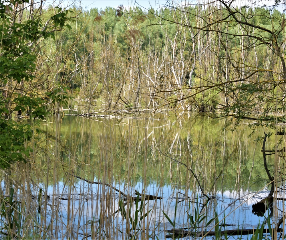 a body of water surrounded by trees and bushes