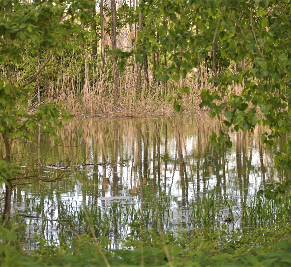 a body of water surrounded by trees and grass