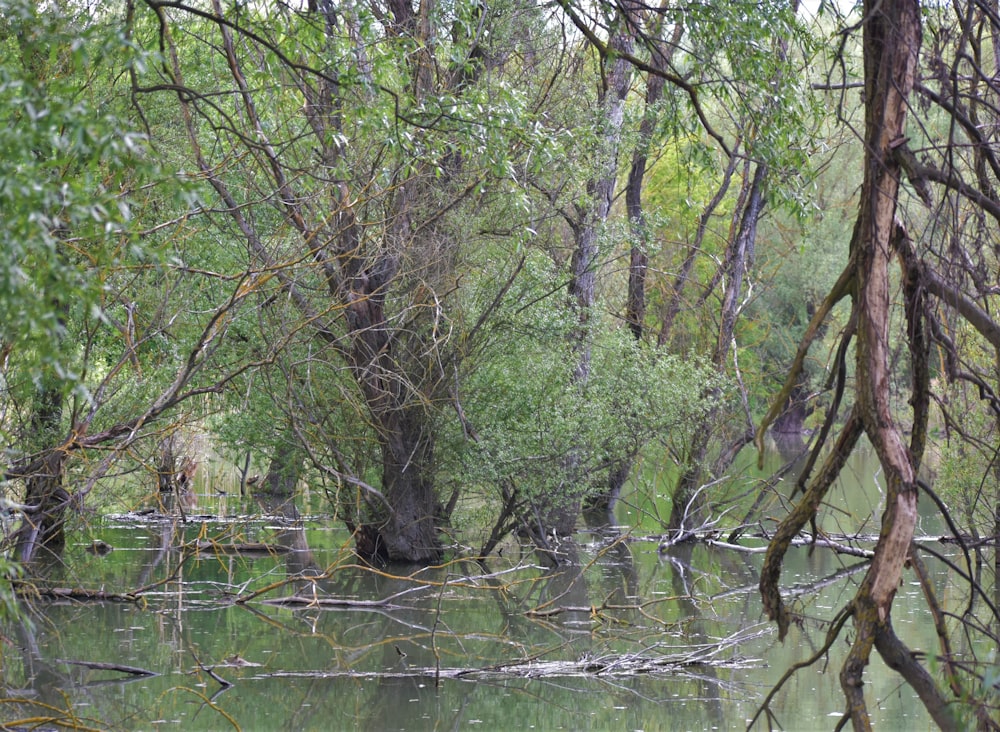 a body of water surrounded by trees and bushes