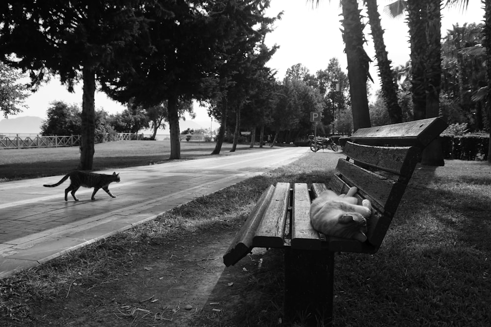a black and white photo of a cat on a park bench