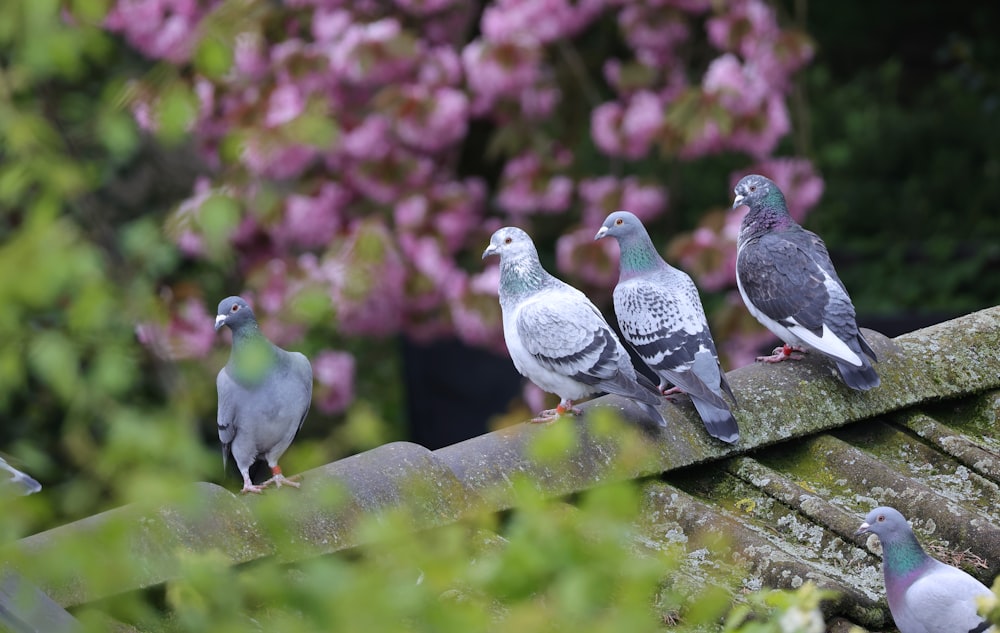 Un gruppo di piccioni seduti su un tetto
