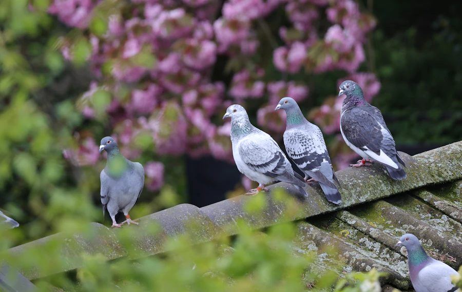Pombos em cobertura urbana — manejo de aves Saniway