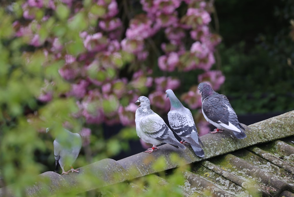 Un gruppo di uccelli seduti in cima a un tetto