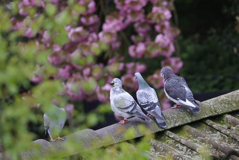 a group of birds sitting on top of a roof