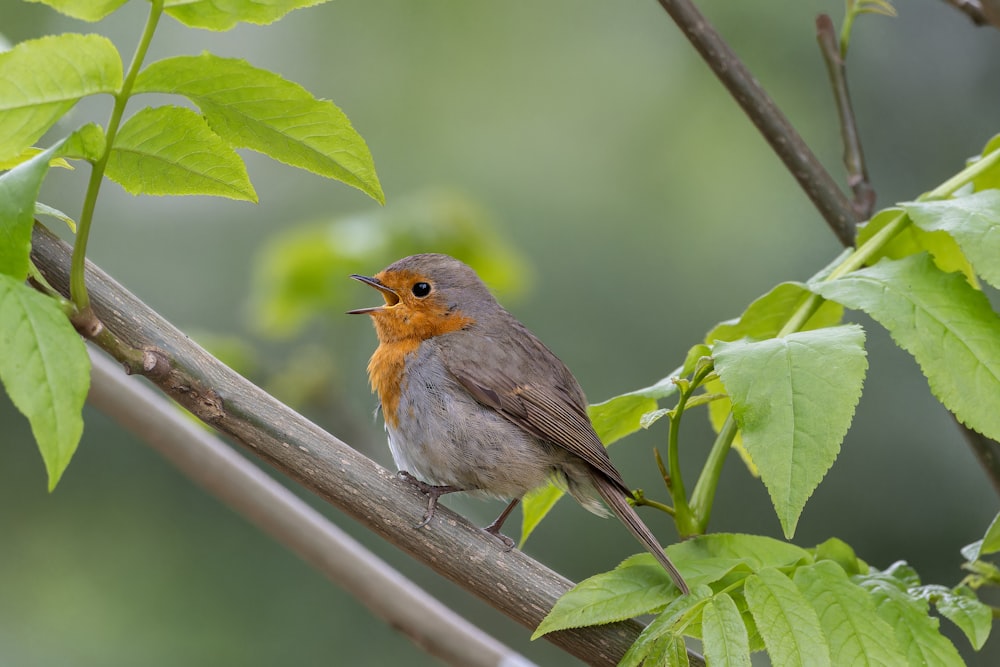 a small bird sitting on top of a tree branch