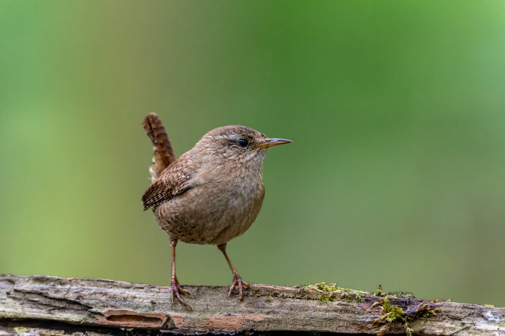 a small brown bird standing on a tree branch