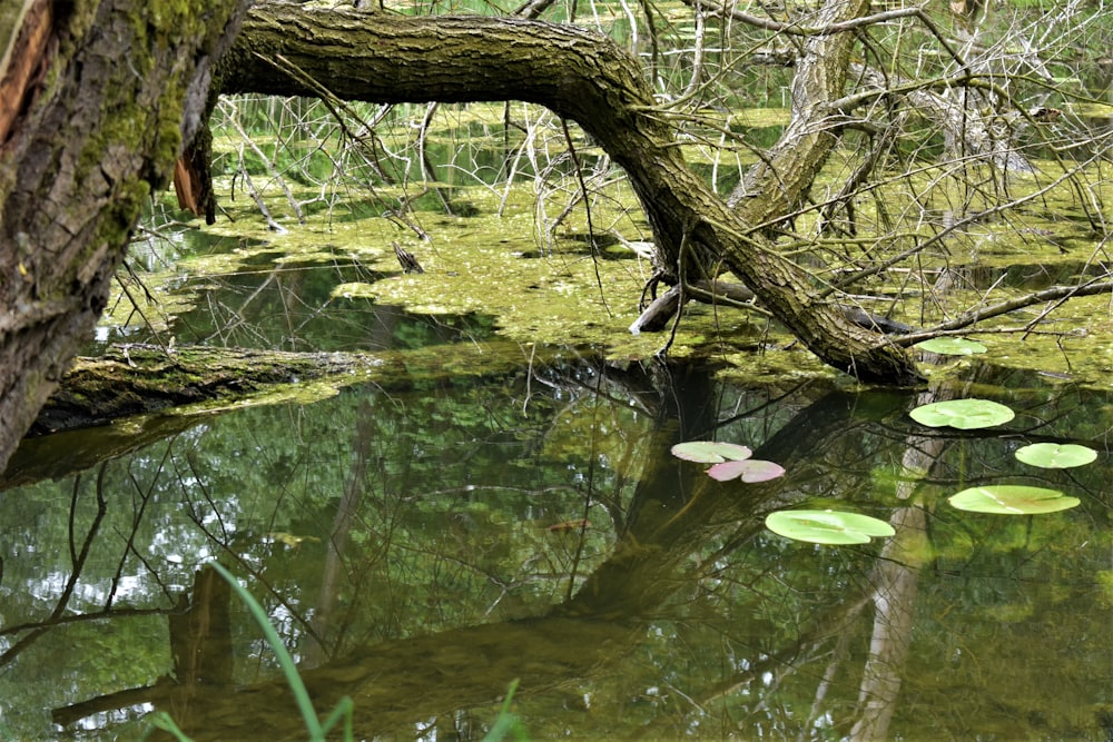 a pond with lily pads and a fallen tree