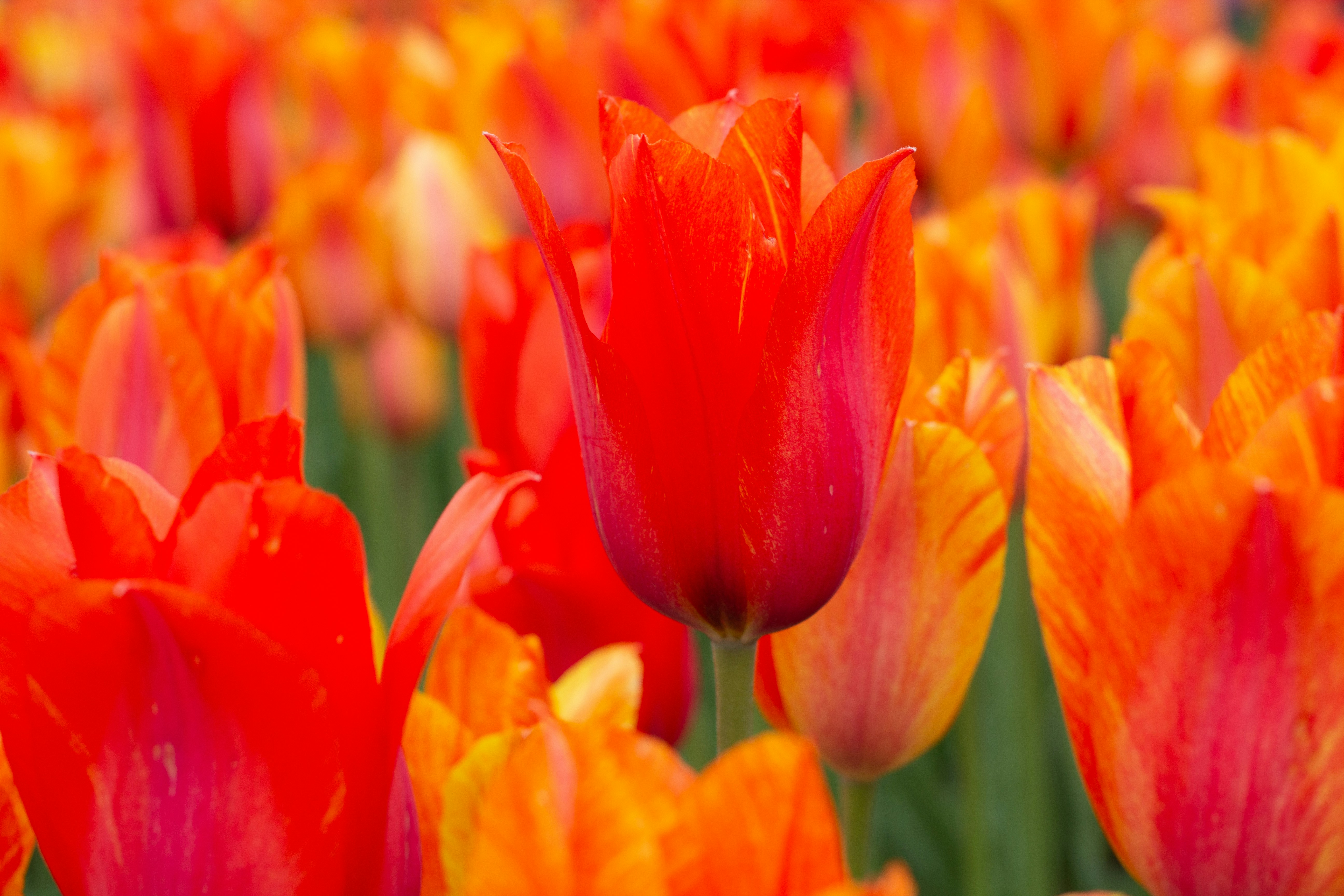 Photo by aryanspixel