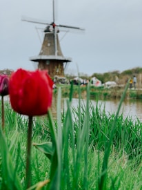 A red tulip stands in sharp focus in the foreground with lush green grass surrounding it, while in the background, there is a windmill partially out of focus. The scene is outdoors, with a body of water and some blurred figures, possibly people, in the distance.