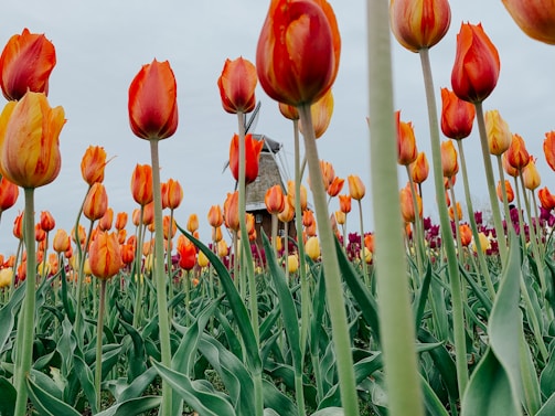 A vibrant field of colorful tulips stretching towards a classic Dutch windmill on a bright spring day.