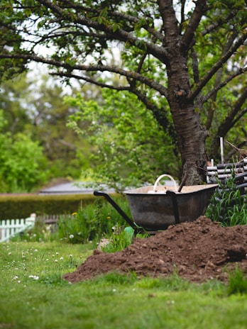 A garden setting with a large tree in the background. In the foreground, a pile of soil is next to a wheelbarrow filled with sand or soil. There is greenery all around, including grass and plants, with a white picket fence visible in the distance.