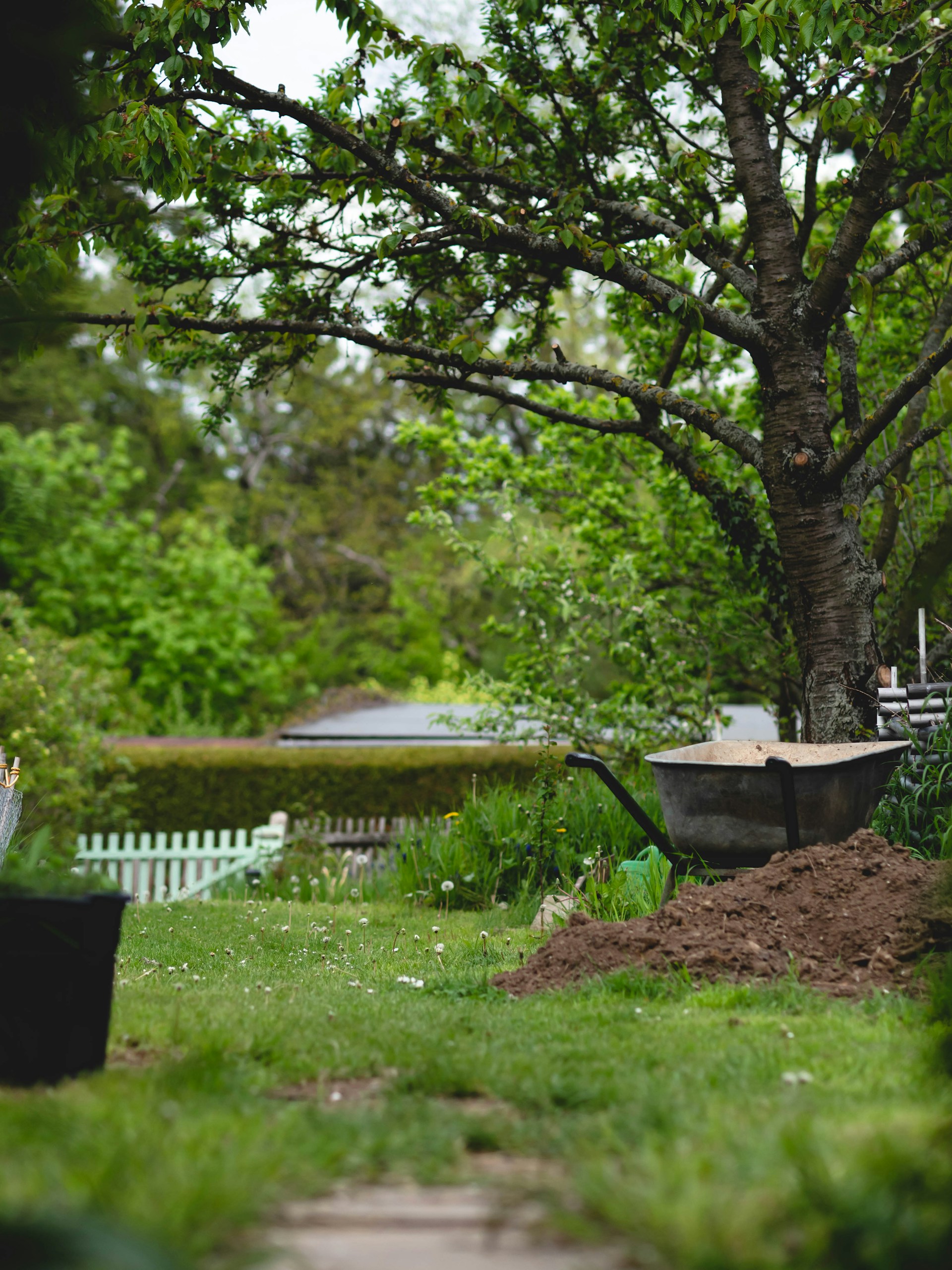 a wheelbarrow in the middle of a garden