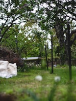 A lush garden scene with tall green trees and a well-maintained lawn. Dandelions are visible scattered throughout the grass. In the background, a wooden fence and leafy shrubs enhance the natural setting. A white sheet or bag is placed on the ground next to a pile of twigs or branches.