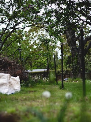 A lush garden scene with tall green trees and a well-maintained lawn. Dandelions are visible scattered throughout the grass. In the background, a wooden fence and leafy shrubs enhance the natural setting. A white sheet or bag is placed on the ground next to a pile of twigs or branches.