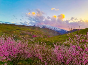 Scenic view of Mount Fuji with cherry blossoms in full bloom