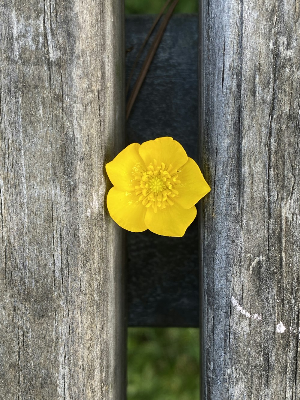 a yellow flower sitting on top of a wooden fence