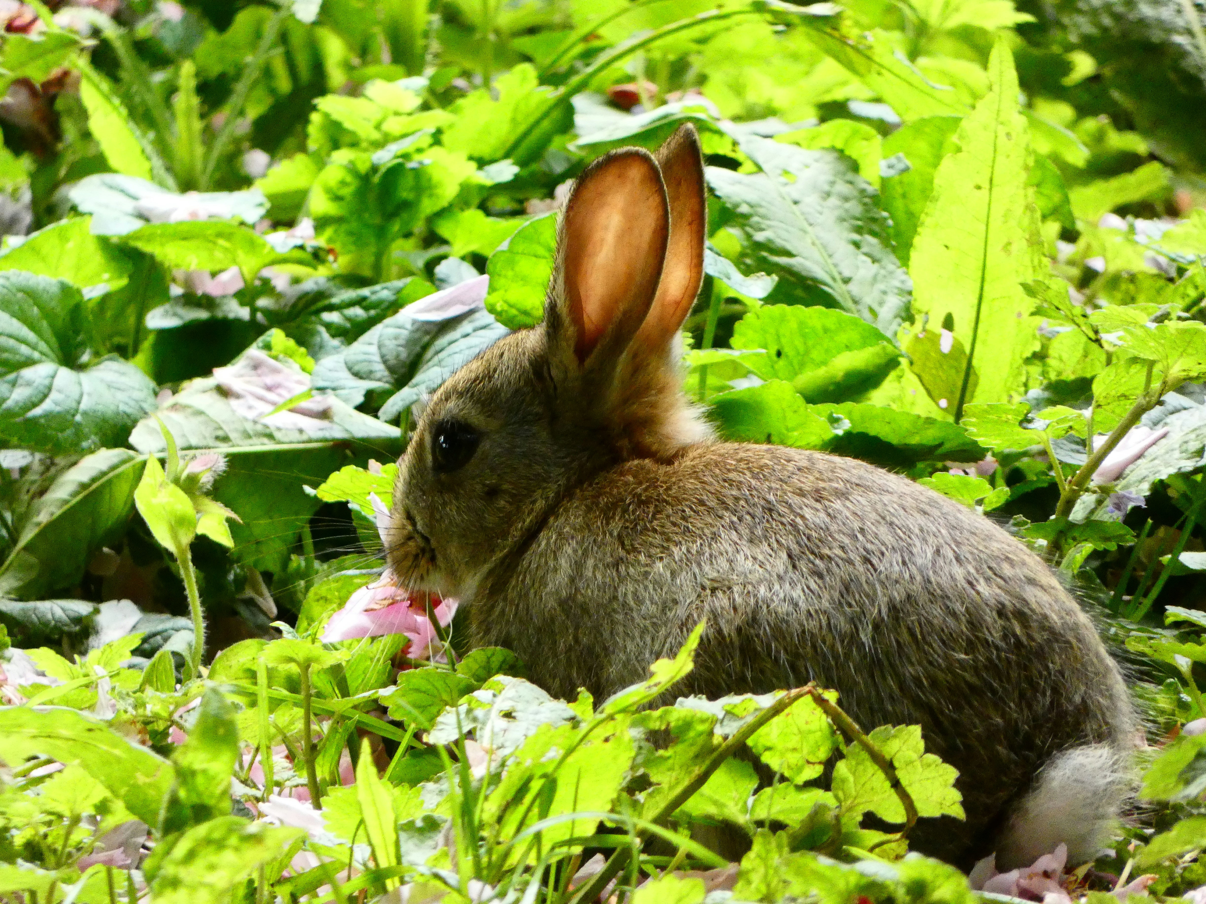 a rabbit eating a piece of food in the grass