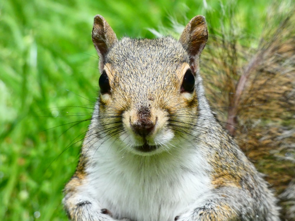 a close up of a squirrel in a field of grass