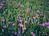 A serene land parcel with soft purple flowers blooming along the edges.