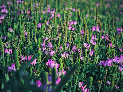A serene land parcel with soft purple flowers blooming along the edges.