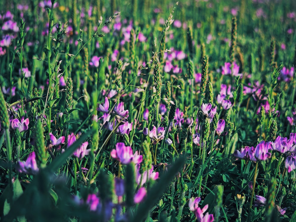 a field full of purple flowers in the grass