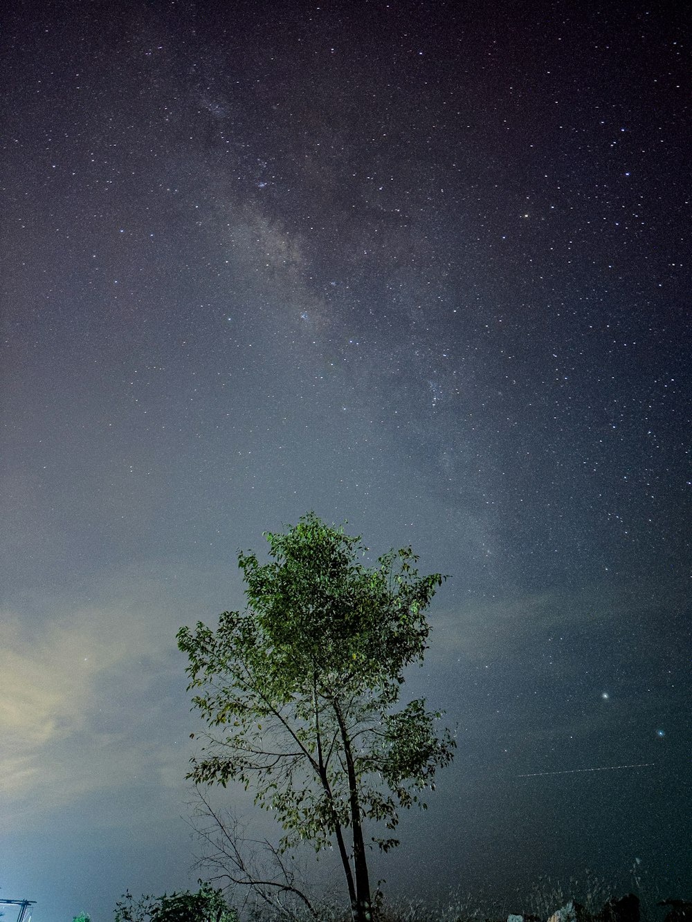 a lone tree under a night sky with stars