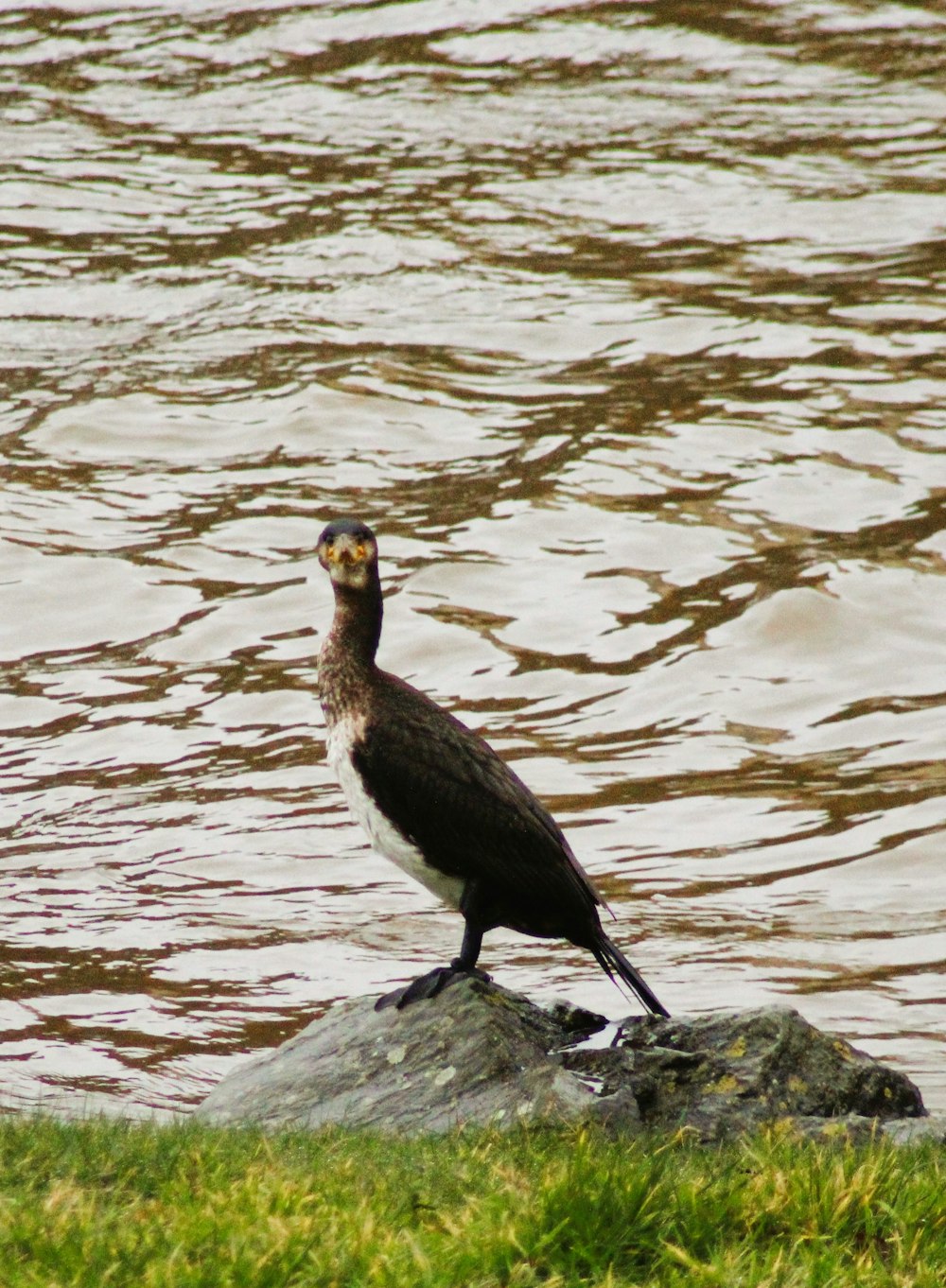 a bird is standing on a rock near the water