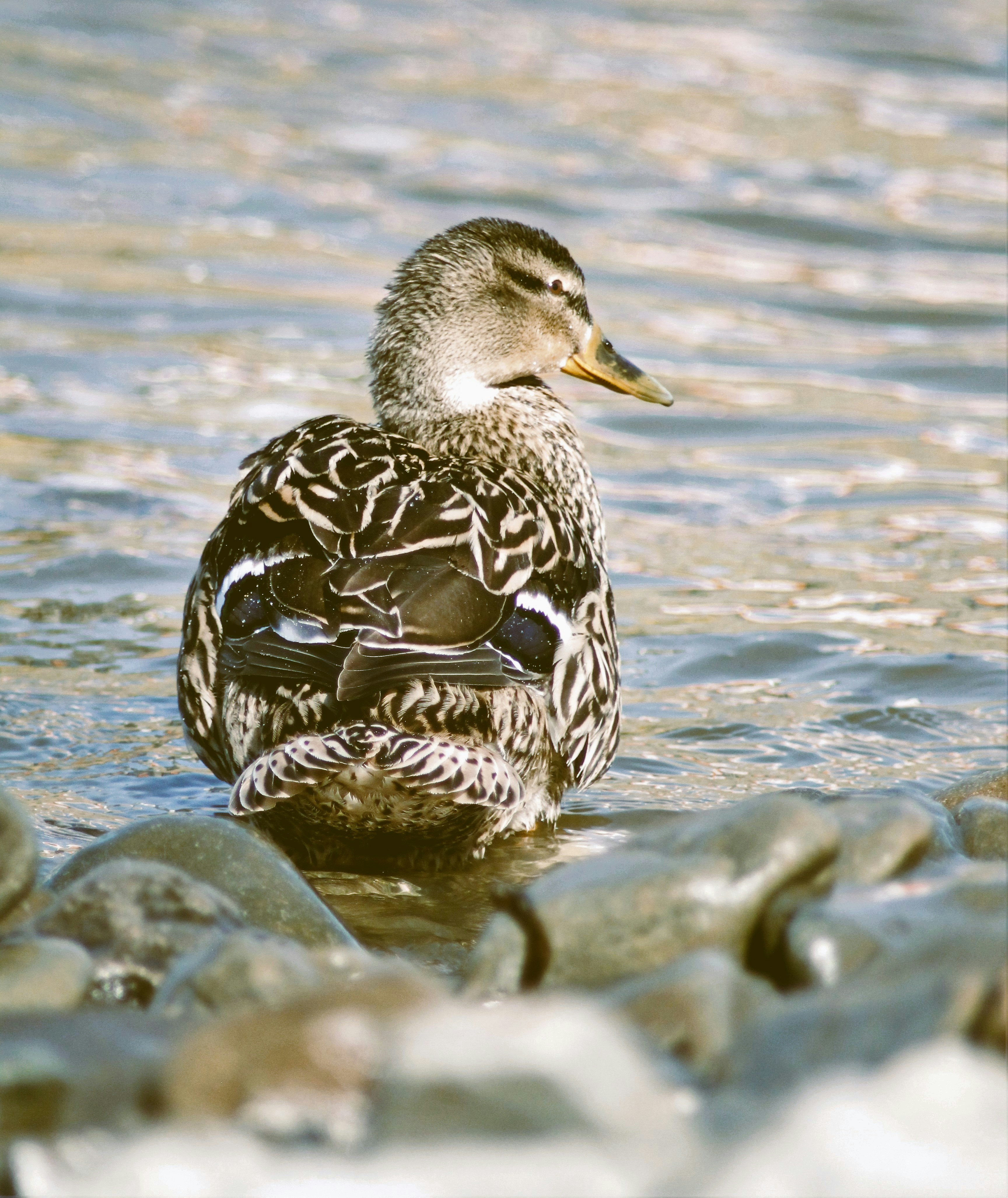 Fotomural a duck that is sitting in the water
