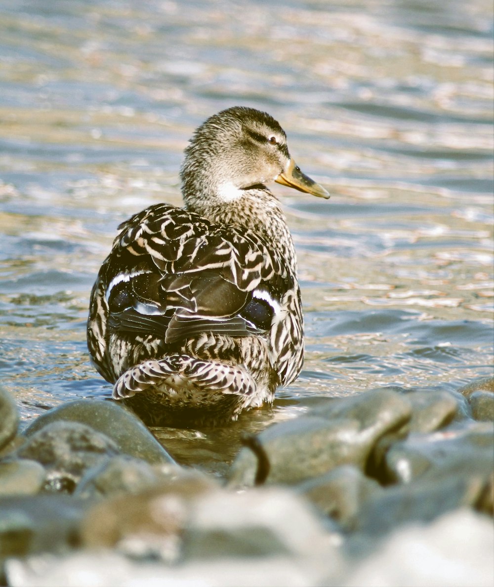 a duck that is sitting in the water