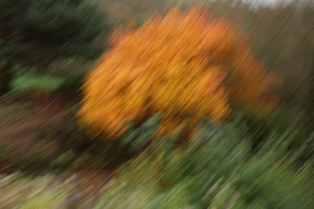 Una foto borrosa de un árbol con hojas amarillas