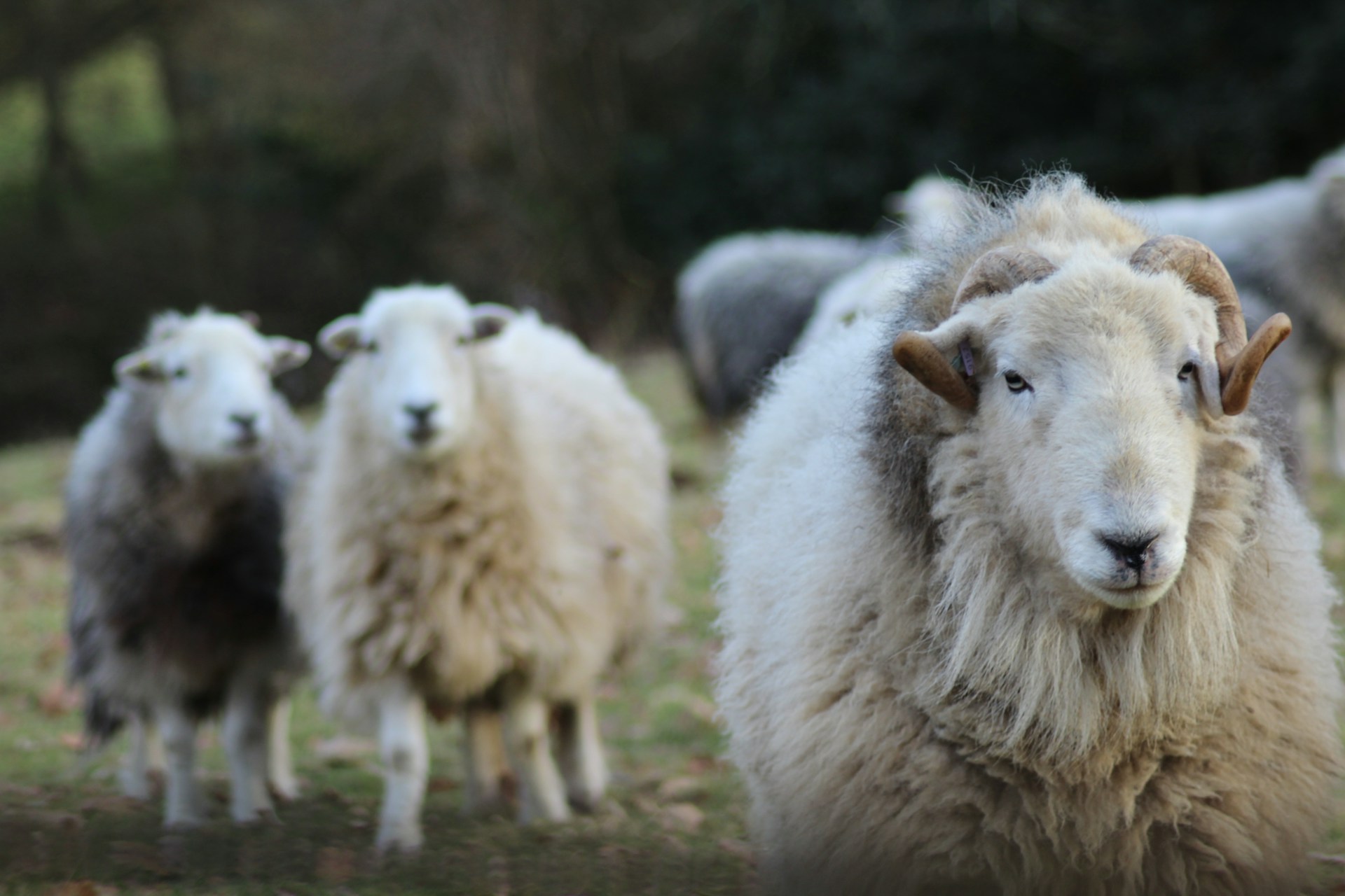 a herd of sheep standing on top of a grass covered field