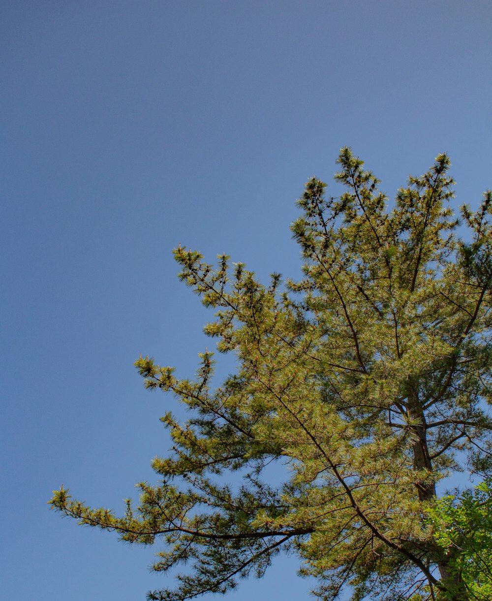 a tall pine tree with a blue sky in the background