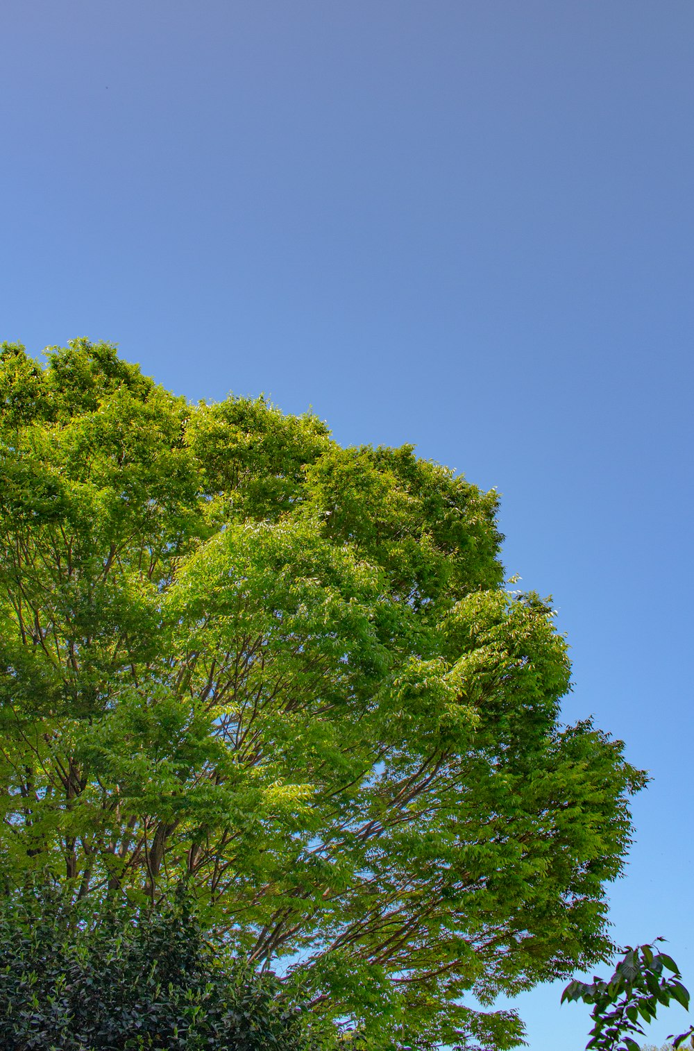 a tree with green leaves and a blue sky in the background