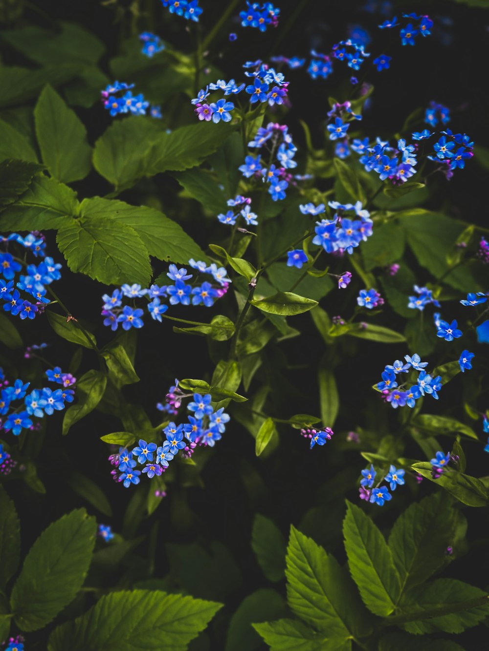 a bunch of blue flowers with green leaves